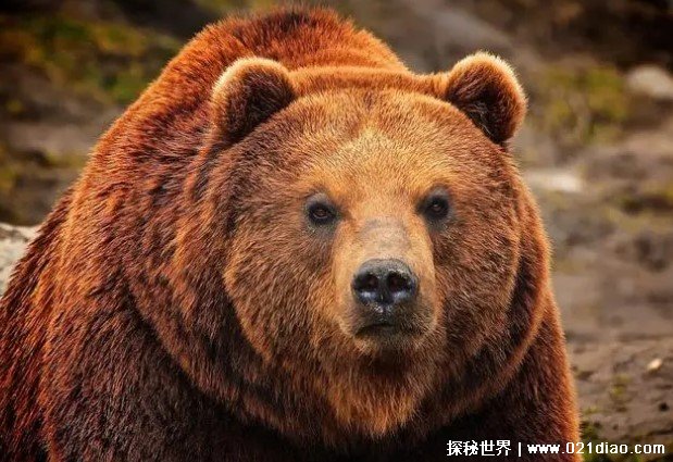 棕熊的冬眠是属于半睡眠状态 会在冬眠期产崽(对幼崽好)