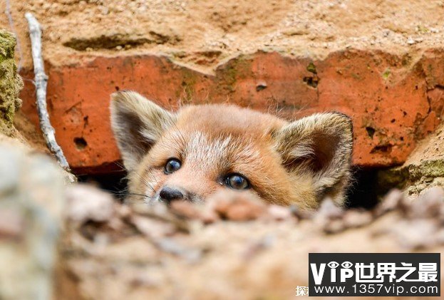 狐狸选择洞穴作为栖息地 为了保护自身的安全(避免干扰)