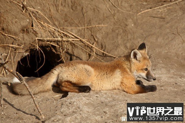 狐狸选择洞穴作为栖息地 为了保护自身的安全(避免干扰)