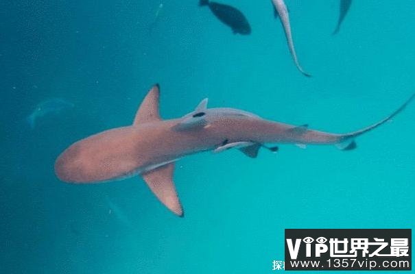 硬背侏儒鲨身长仅18厘米 是比较弱的鲨鱼(卵胎生动物)
