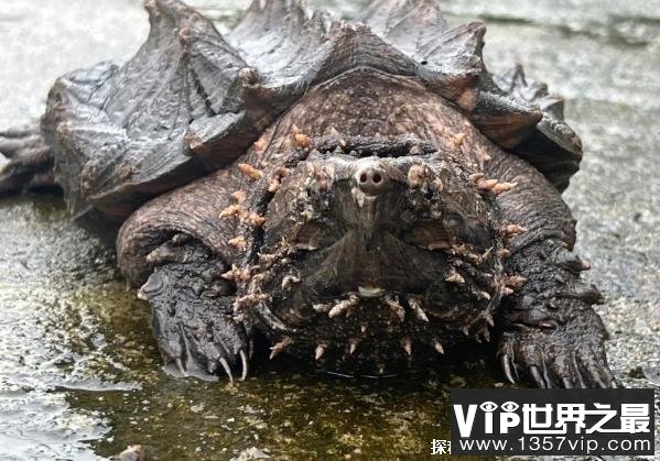 真鳄龟嘴巴像老鹰一样 可以撕扯人类皮肤(体长70厘米)