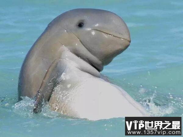 世界上最稀有的动物排行