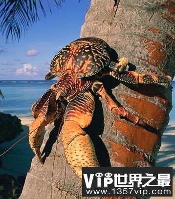 世界上最稀有的动物排行