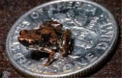 世界上最小的脊椎动物排名 阿马乌童蛙全长仅6.2毫米
