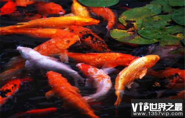 最适合家养的十大风水鱼排名 风水鱼养什么鱼最好