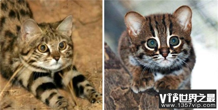 世上最小猫咪锈斑豹猫  萌是表象  逮松鼠抓兔子  一顿吃半斤肉