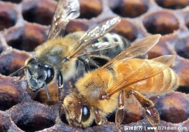世界上最可怕的毒蜂 非洲杀人蜂攻击性极强(数量比较多)