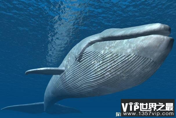 世界上体型最大的动物 蓝鲸体长超过30米(食量较大)