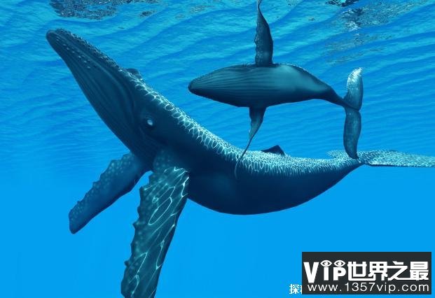 世界上体型最大的动物 蓝鲸体长超过30米(食量较大)
