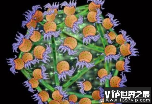 世界上最大的病毒 米米病毒直径800纳米(发现于1992年)