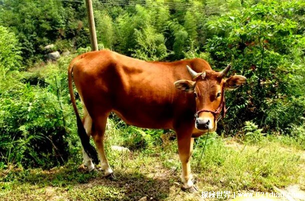 世界上体型最小的牛 小狗牛体型只有70公分(肉质鲜美)