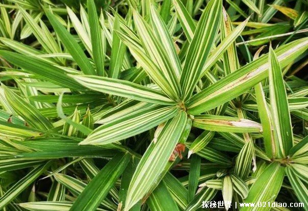 世界上最小的竹子 菲白竹观赏价值很高(原产于日本)