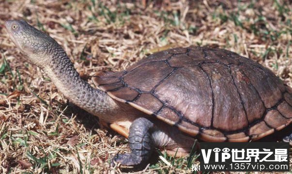世界上脖子最长的乌龟 巨蛇颈龟长达到50厘米(比较罕见)