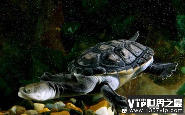 世界上脖子最长的乌龟 巨蛇颈龟长达到50厘米(比较罕见)