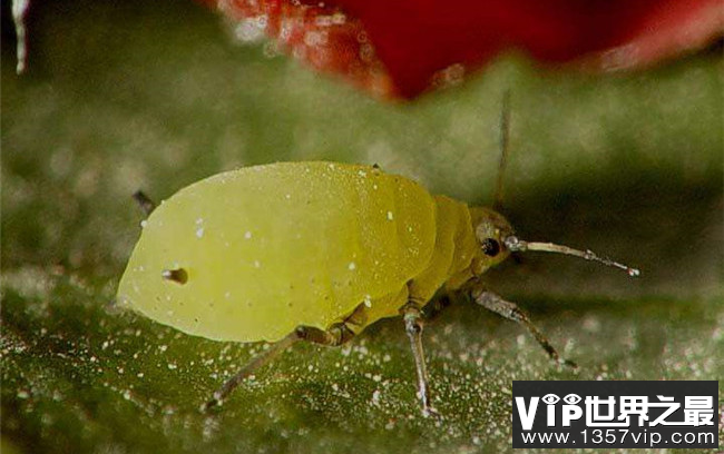 世界上繁殖最快的昆虫  蚜虫4-5天就能繁殖一代