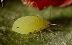 世界上繁殖最快的昆虫 蚜虫4-5天就能繁殖一代