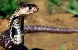 中国十大毒蛇排名 眼镜王蛇仅排第二
