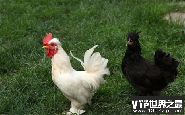 中国十大名鸡品种排名 丝羽乌骨鸡颜值最高