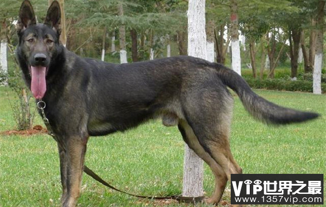 中国十大警犬品种排名 罗威纳犬只能排第二