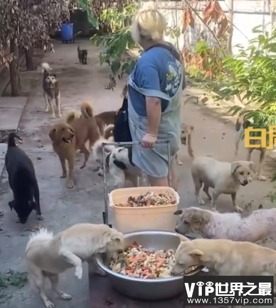 女子打包40多桌婚宴剩菜喂流浪猫狗 要不要收留流浪猫狗