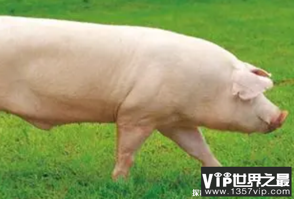 世界上十大名猪品种 杜洛克猪分布于美国(身体强壮)