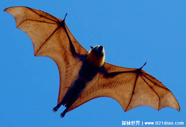 世界上十大长相奇特的蝙蝠 个个与众不同(形态奇特)
