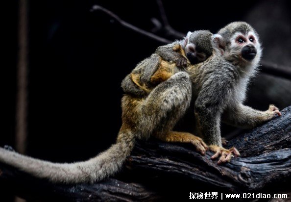 世界十大长相奇葩的猴子 赤秃猴样子丑陋(被称英国猴)