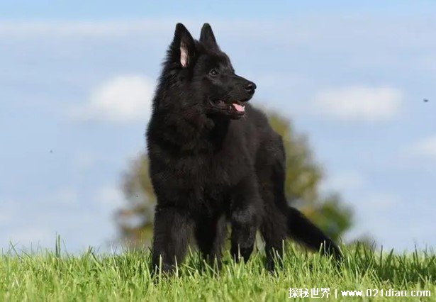 世界上十大最知名的警犬品种 德国牧羊犬聪明(工作能力强)
