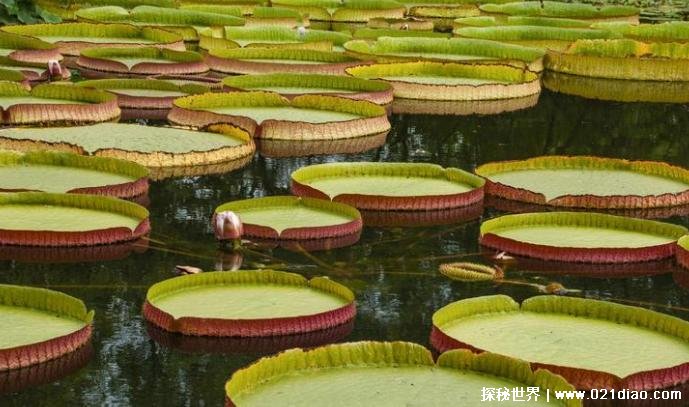世界上叶片最大的水生植物 王莲可承受75公斤(观赏价值高)