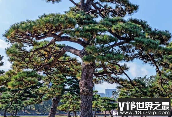 世界上最能忍受紫外线照射的植物 南欧黑松(可照635小时)