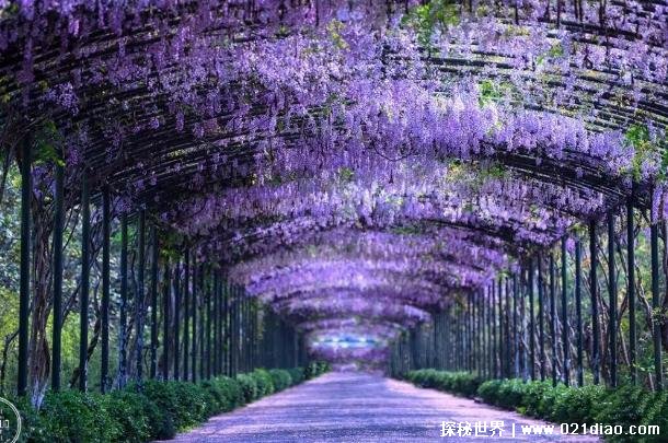 世界上最梦幻的隧道 日本紫藤花隧道比较浪漫(景色优美)