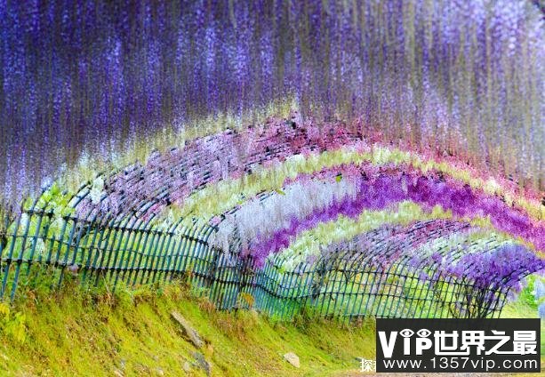 世界上最梦幻的隧道 日本紫藤花隧道比较浪漫(景色优美)