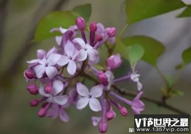 世界上最大的丁香生产国 坦桑尼亚产量比较高(质量很好)