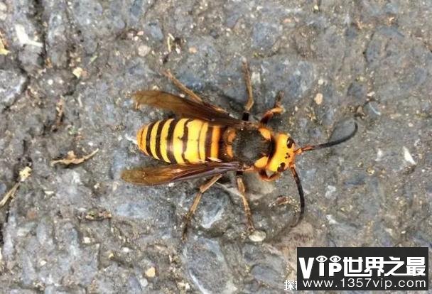 世界上最大的马蜂 日本大黄蜂体长约4厘米(毒性很强)