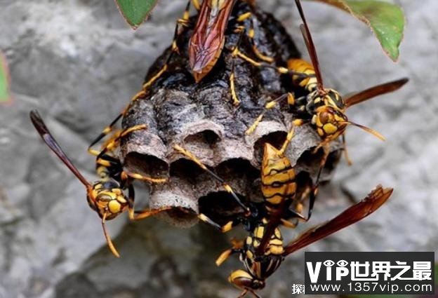 世界上最大的马蜂 日本大黄蜂体长约4厘米(毒性很强)
