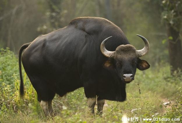 世界上体型最大的牛 印度野牛被称为野牛之王(体型庞大)