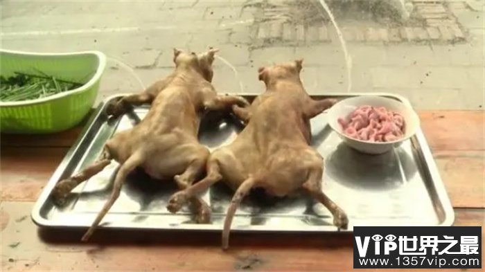 越南人吃猫肉有多疯狂？一天能吃掉100吨猫，都快被吃灭绝了
