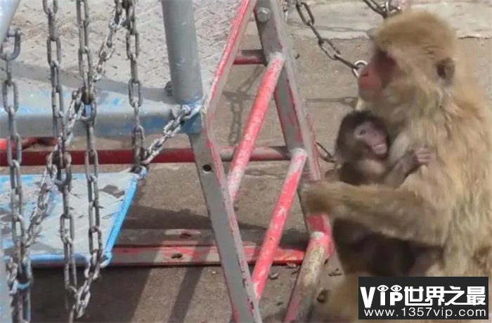 小猴子玩把头卡住 猴妈妈的行为让人惊讶 镜头拍下全过程