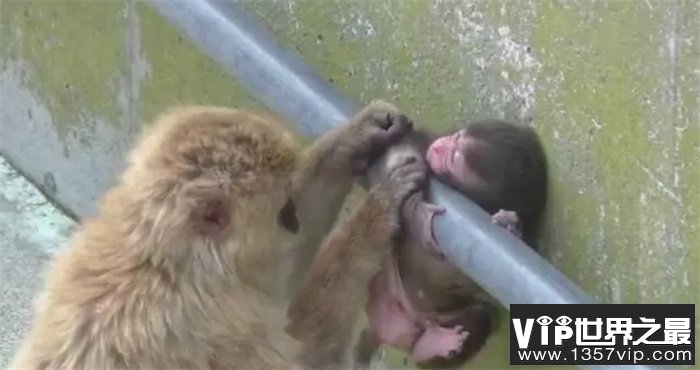 小猴子玩把头卡住 猴妈妈的行为让人惊讶 镜头拍下全过程