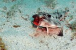 十大怪异的海洋生物 你见过长着脚的唇红蝙蝠鱼吗