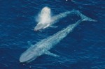 世界上最大的动物排行榜 蓝鲸的心脏重600公斤
