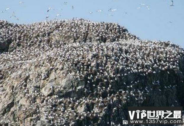世界上最臭的海岛 格拉斯洪岛鸟屎高16米(无人居住)