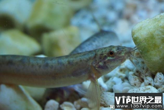 世界上十大最脏的鱼 鲶鱼生活环境肮脏(肉质很鲜美)