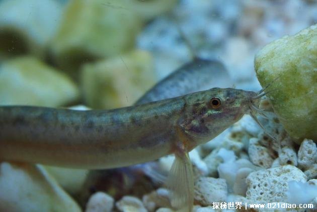 世界上十大最脏的鱼 鲶鱼生活环境肮脏(肉质很鲜美)