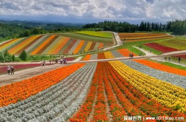 世界上十大最美花海 个个让人流连忘返(景色美丽)