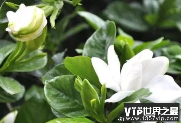 世界上十大最香的花 风信子味道比较独特(花朵较大)