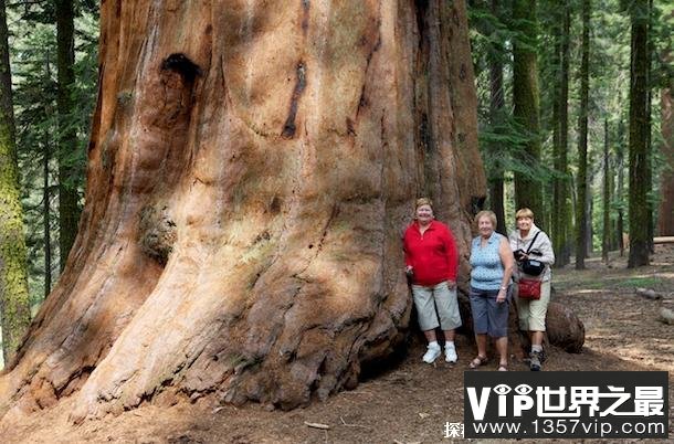 世界上十大名树 玛士撒拉树历史悠久(生长周期长)