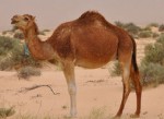 生活在撒哈拉沙漠的十种动物 圣甲虫依靠动物粪便生存