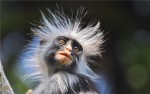 非洲十大神奇动物 排名第一的是疣猴
