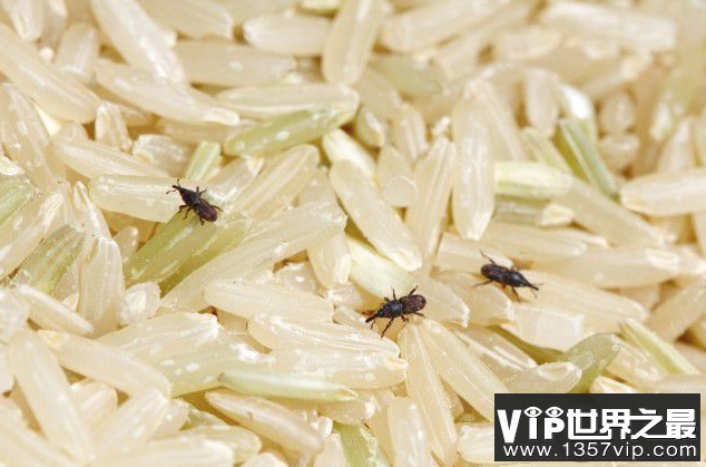 大米里的虫子从哪里来 大米怎样保存不长虫